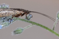 Un mle (Trichoptre - Limnephilidae - Limnephilus affinis)